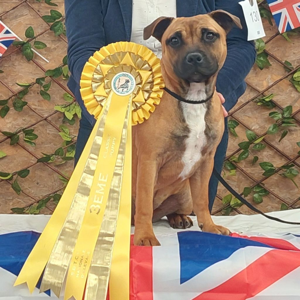 Unakite Des Red Dog Staffie Sweet