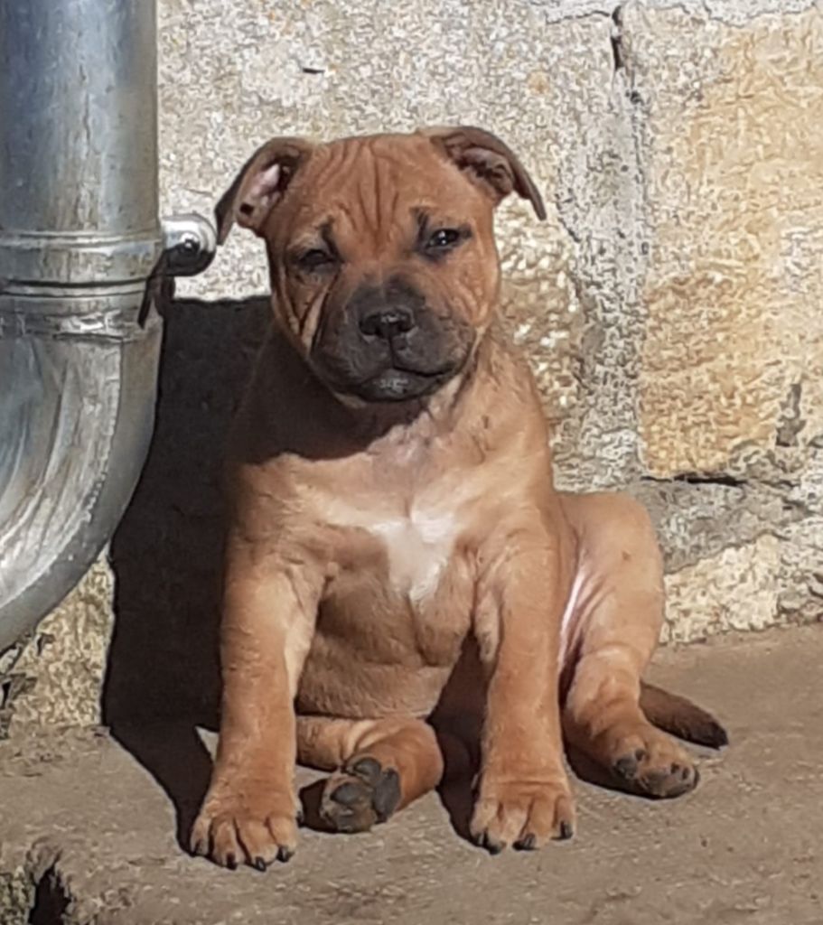 Des Red Dog Staffie Sweet - Chiot disponible  - Staffordshire Bull Terrier