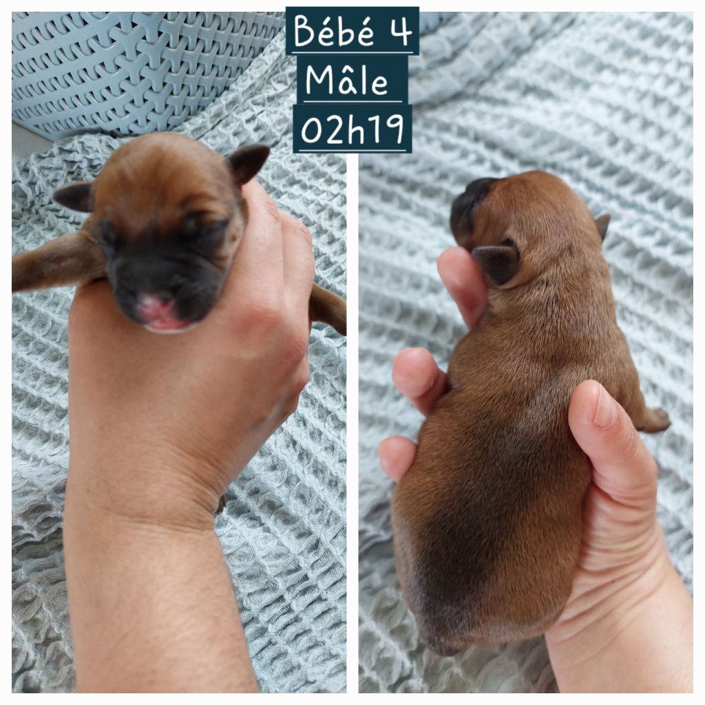 Des Red Dog Staffie Sweet - Chiot disponible  - Staffordshire Bull Terrier