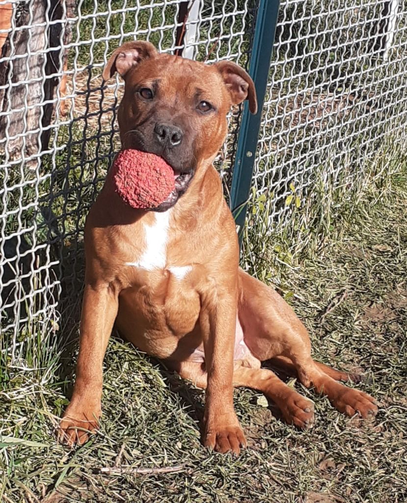 Des Red Dog Staffie Sweet - Chiot disponible  - Staffordshire Bull Terrier