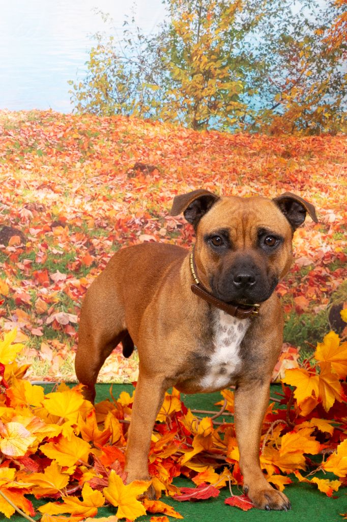 Unakite Des Red Dog Staffie Sweet