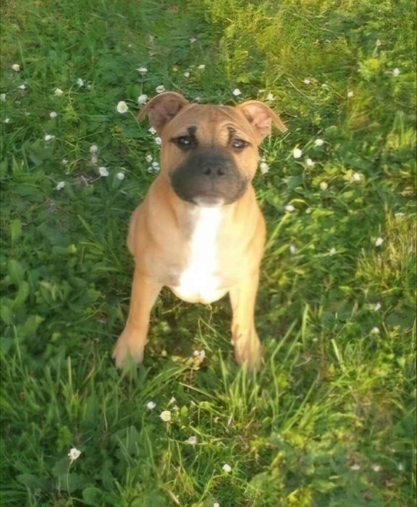 Venom Des Red Dog Staffie Sweet