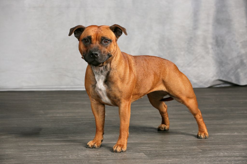 Unakite Des Red Dog Staffie Sweet