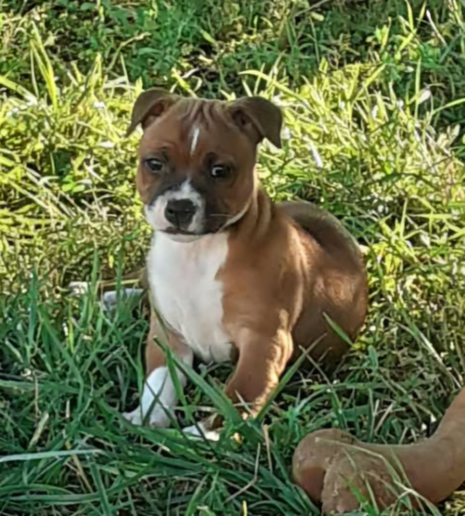 Victoria Des Red Dog Staffie Sweet