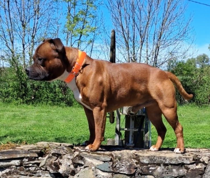 Titi Of Havannah Staff