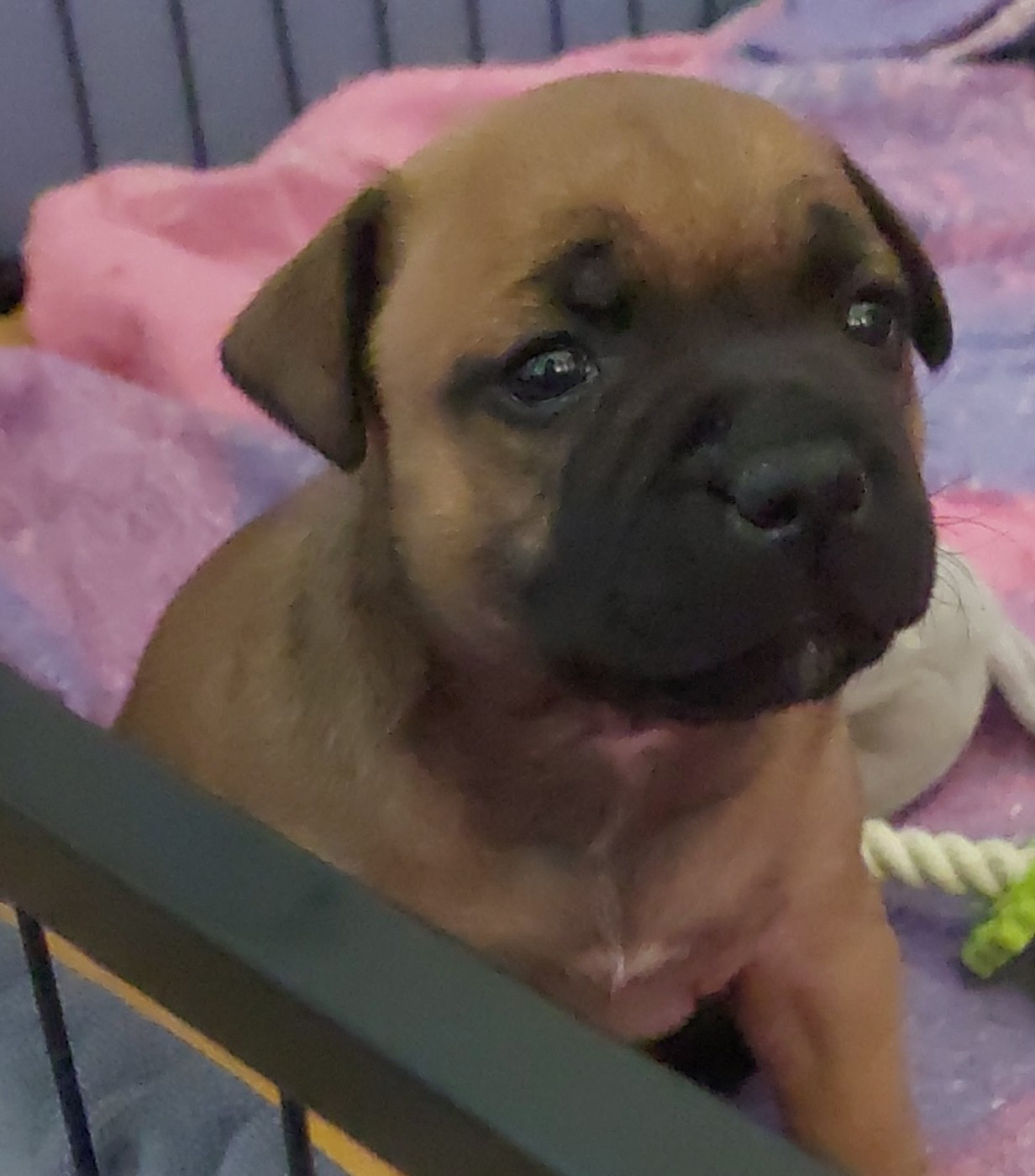 Des Red Dog Staffie Sweet - Staffordshire Bull Terrier - Portée née le 14/05/2026