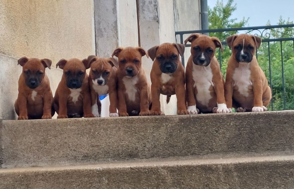 Des Red Dog Staffie Sweet - Staffordshire Bull Terrier - Portée née le 02/05/2024