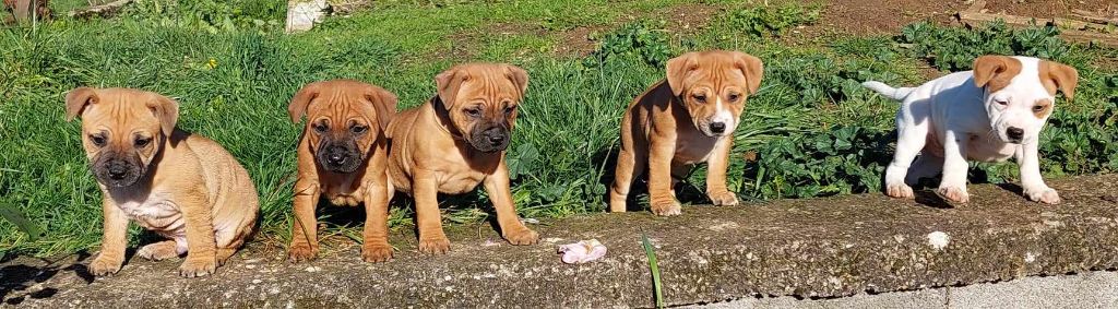 Des Red Dog Staffie Sweet - Staffordshire Bull Terrier - Portée née le 04/10/2023