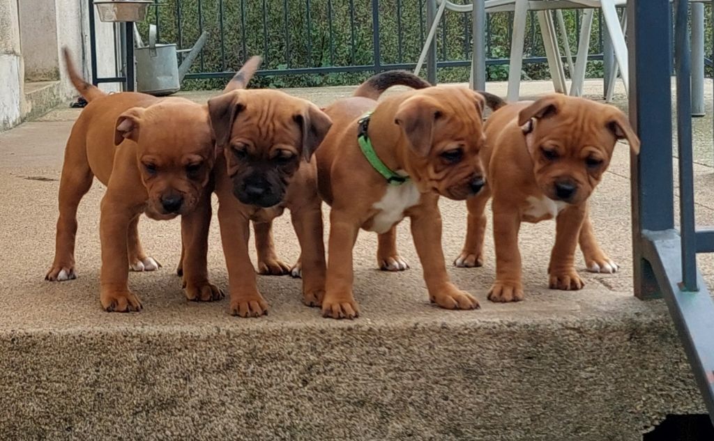 Des Red Dog Staffie Sweet - Staffordshire Bull Terrier - Portée née le 03/08/2024
